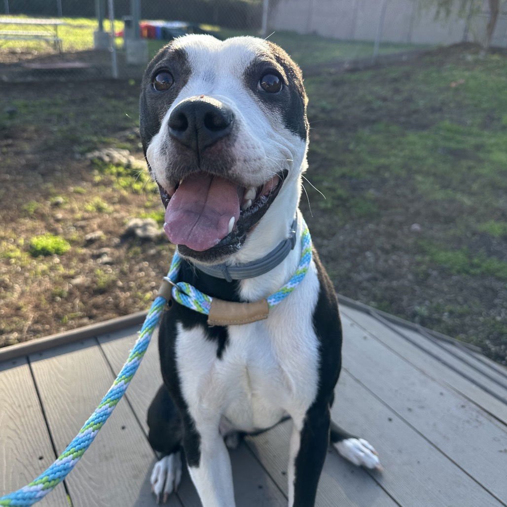 NOVA - Pit Bull Terrier / Boxer available for adoption