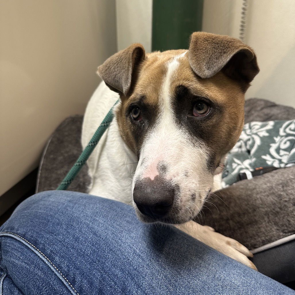 LUNA - Pit Bull Terrier available for adoption