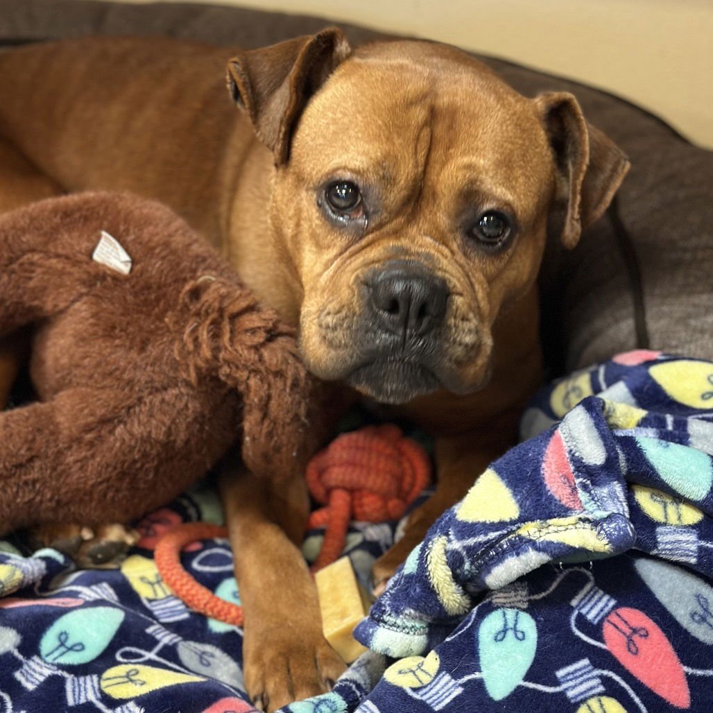 DAPHNE - Boxer available for adoption