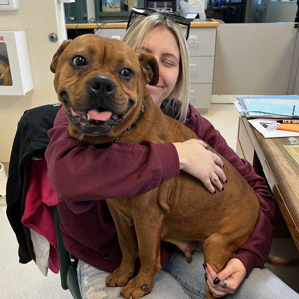 DAPHNE - Boxer available for adoption