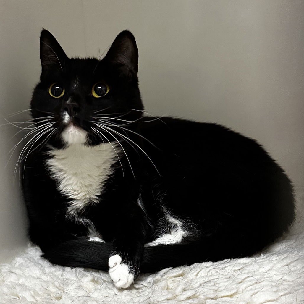 TAQUITO - Domestic Short Hair available for adoption