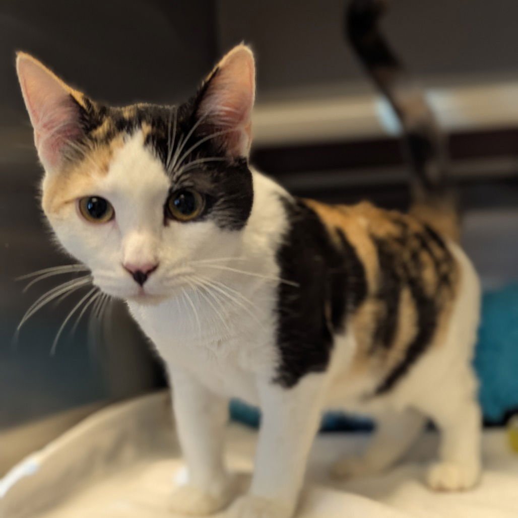 CHAI - Domestic Short Hair available for adoption