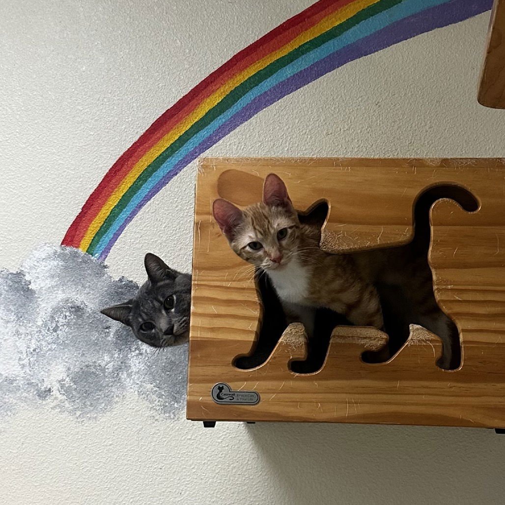 MINTY & KOI - Domestic Short Hair available for adoption