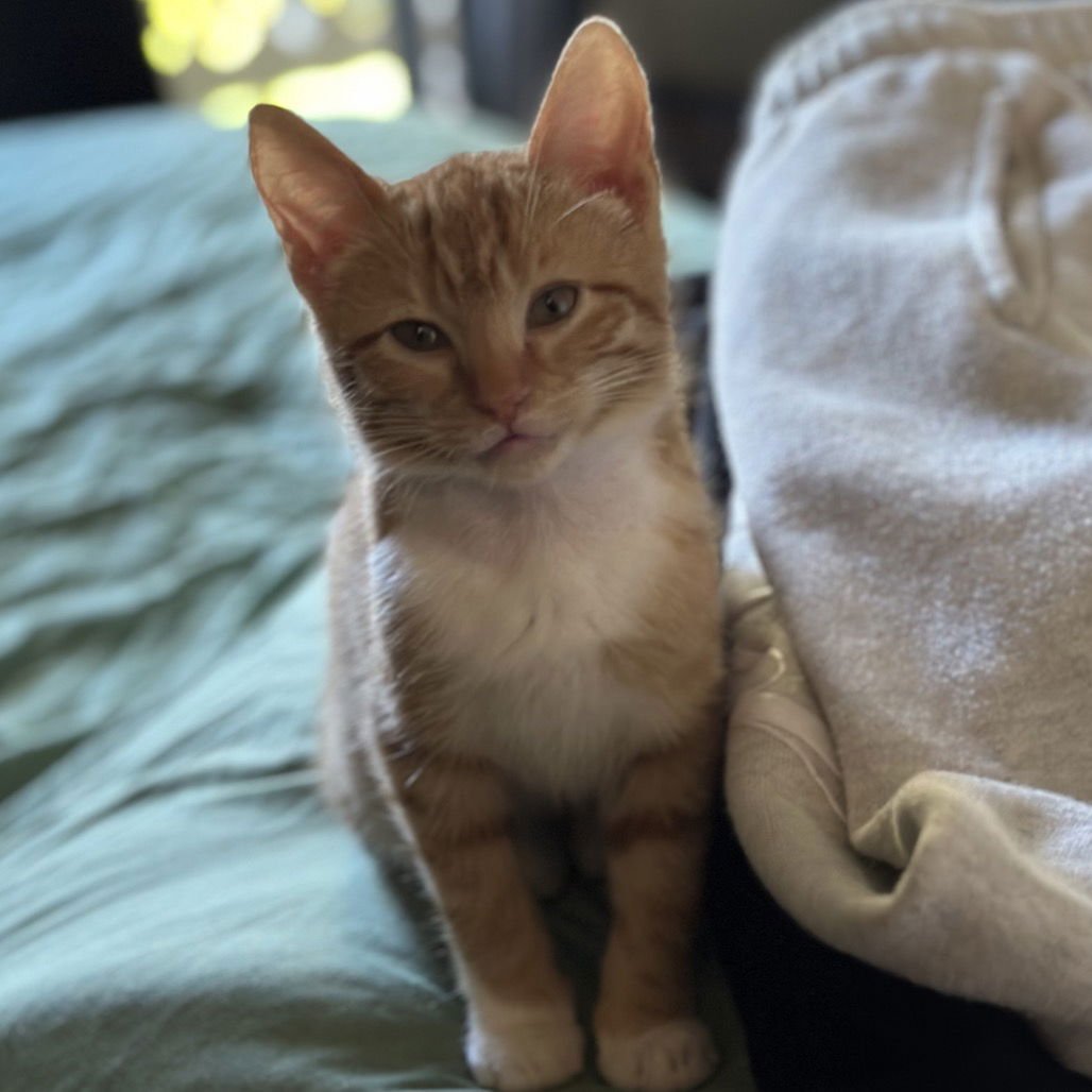 MINTY & KOI - Domestic Short Hair available for adoption