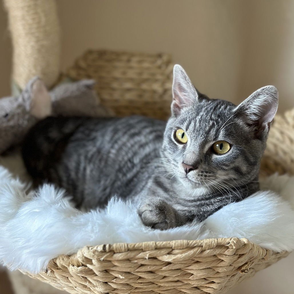 Minty & Koi - Photo 3