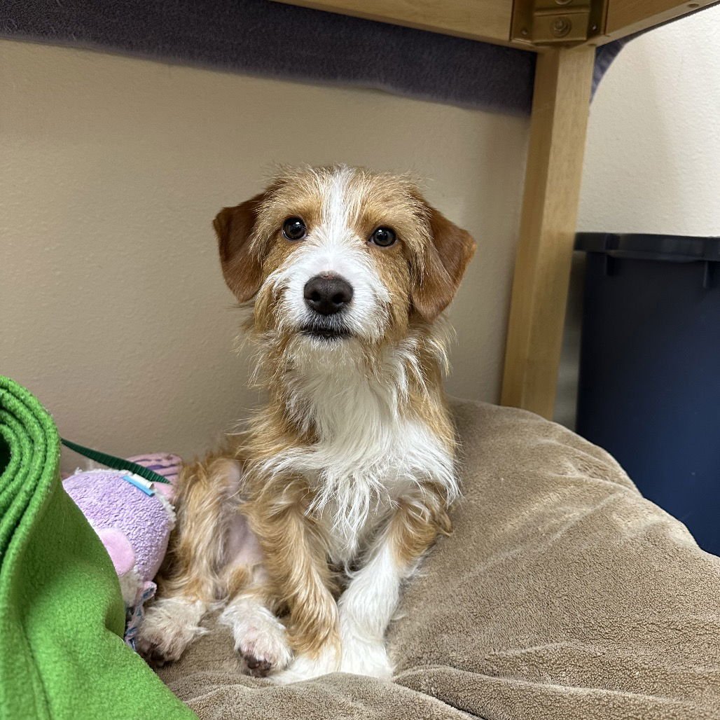 ODIN - Jack Russell Terrier available for adoption