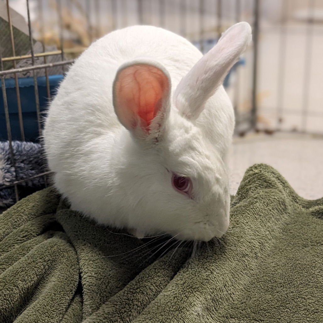 CURLEW - New Zealand available for adoption