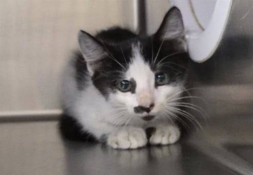 SPOT - Domestic Short Hair available for adoption