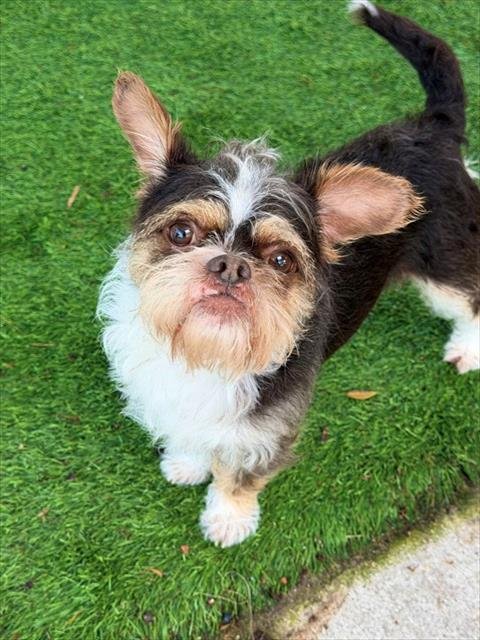 WALTER - Brussels Griffon available for adoption