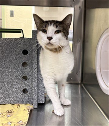 JOYCE - Domestic Short Hair available for adoption