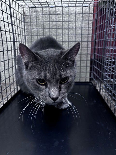 TOES - Domestic Short Hair available for adoption