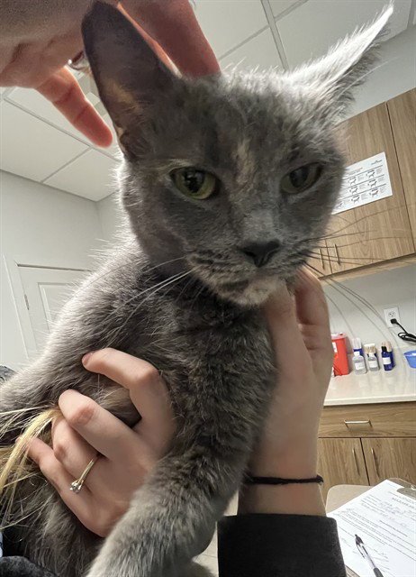 SALLY - Domestic Short Hair available for adoption