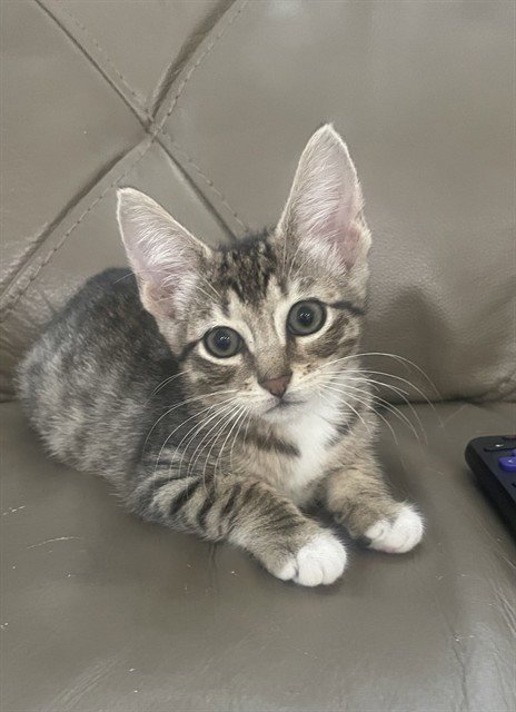 ASTRO - Domestic Short Hair available for adoption