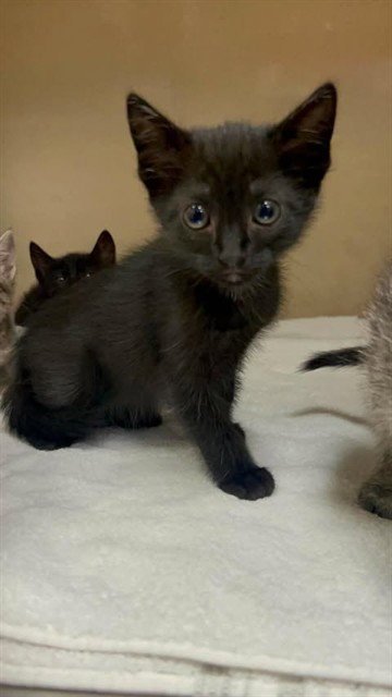 JACKIE - Domestic Short Hair available for adoption