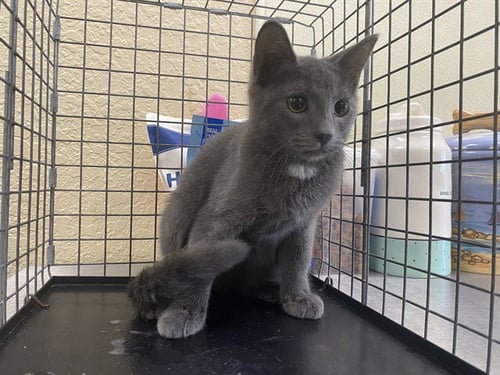 FIONA - Domestic Short Hair available for adoption