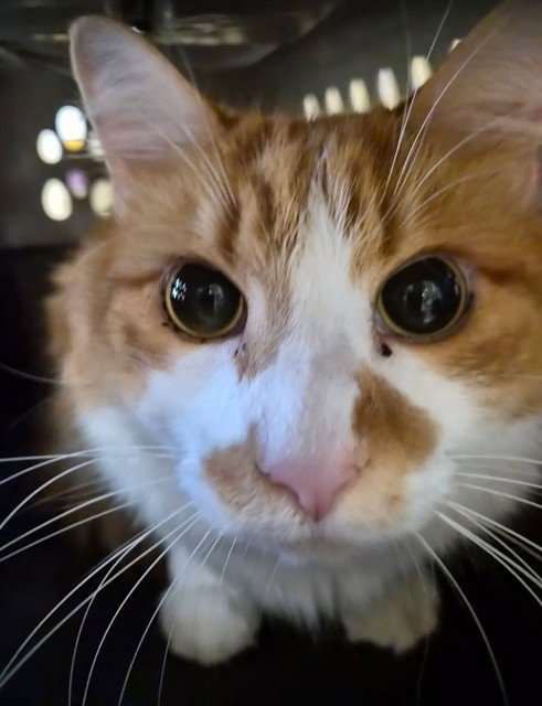 PUMPKIN - Domestic Medium Hair available for adoption