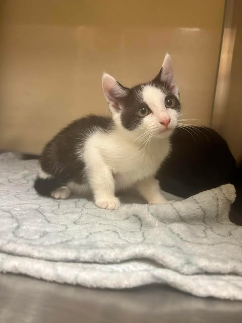 CAROLINE - Domestic Short Hair available for adoption