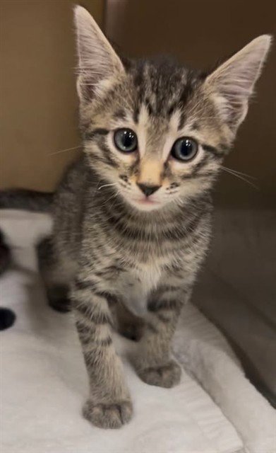 MICHAEL - Domestic Short Hair available for adoption