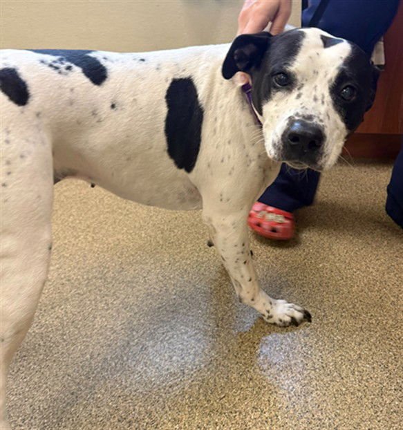 LADY - Bulldog for adoption in Cape Coral