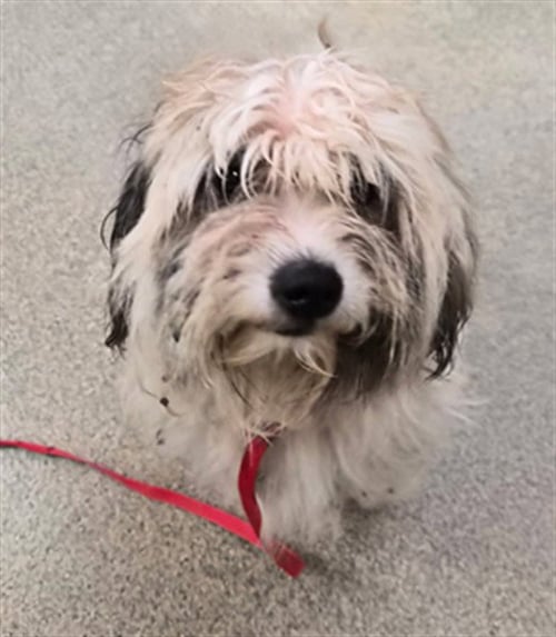 KISSES - Lhasa Apso available for adoption