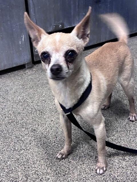 BOSCO - Chihuahua available for adoption