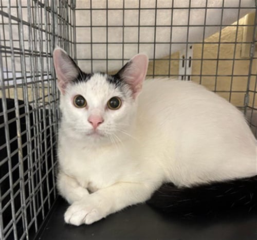 LARRY - Domestic Short Hair available for adoption