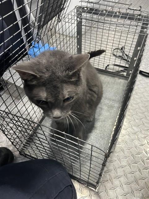 ROXIE - Domestic Short Hair available for adoption
