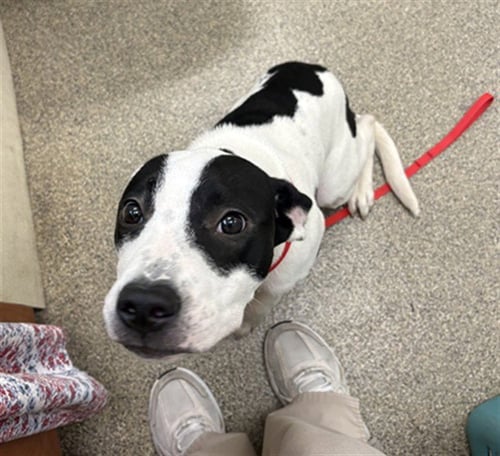 BENNY - Pit Bull Terrier for adoption in Cape Coral
