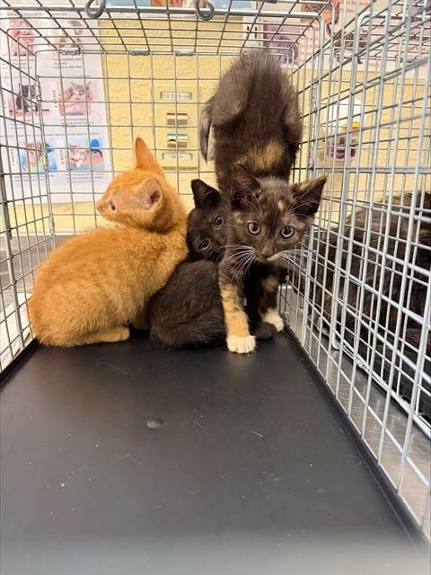 DINO - Domestic Short Hair available for adoption
