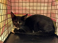 VINNIE - Photo 1