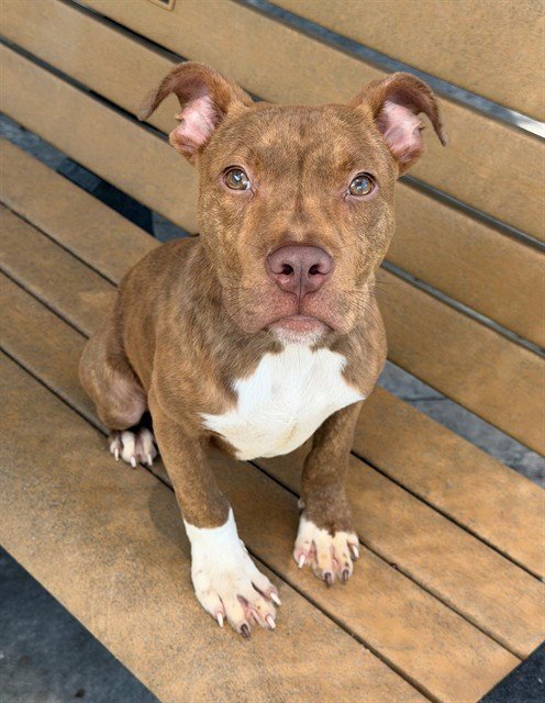TRUFFLES - Pit Bull Terrier available for adoption