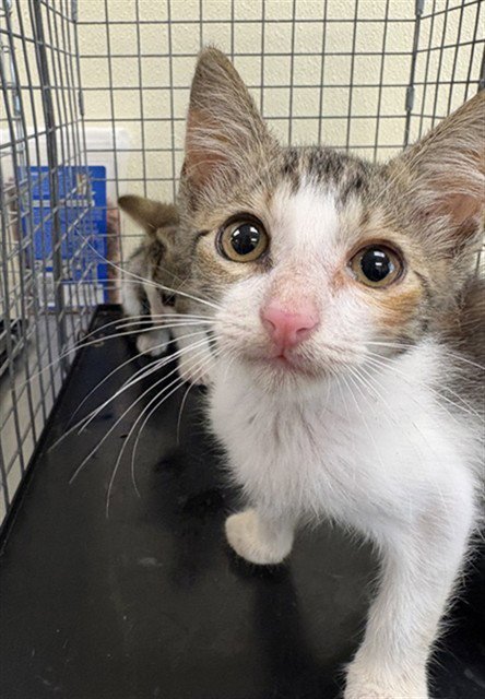 MARIE - Domestic Short Hair available for adoption