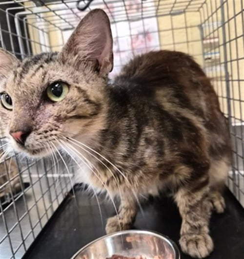UMA - Domestic Short Hair available for adoption