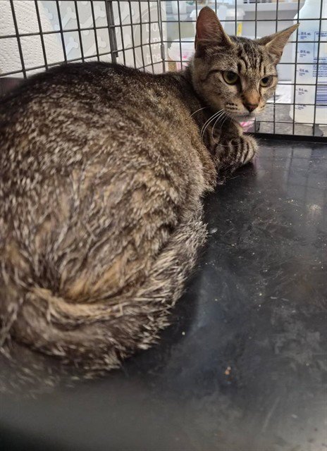 STACEY - Domestic Short Hair available for adoption
