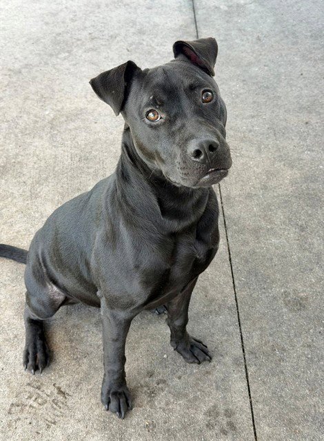 DARIUS - Pit Bull Terrier for adoption in Cape Coral