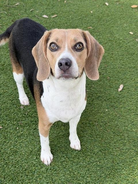 SUSIE - Beagle available for adoption