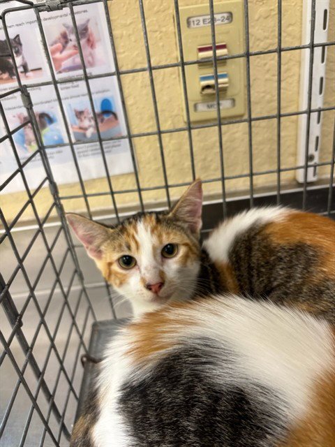MONROE - Domestic Short Hair available for adoption