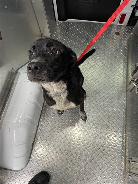 PEACHES - Labrador Retriever / Australian Cattle Dog/Blue Heeler available for adoption