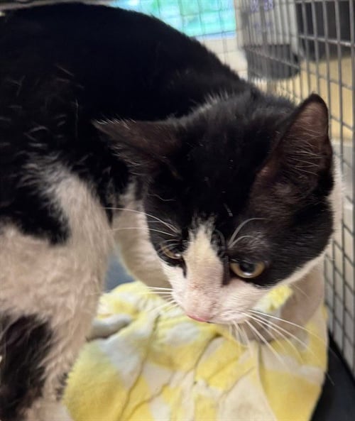 BEN - Domestic Short Hair available for adoption