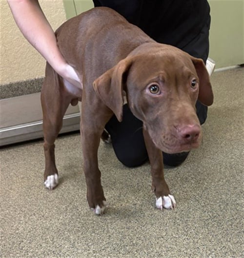 FUDGE - Labrador Retriever available for adoption
