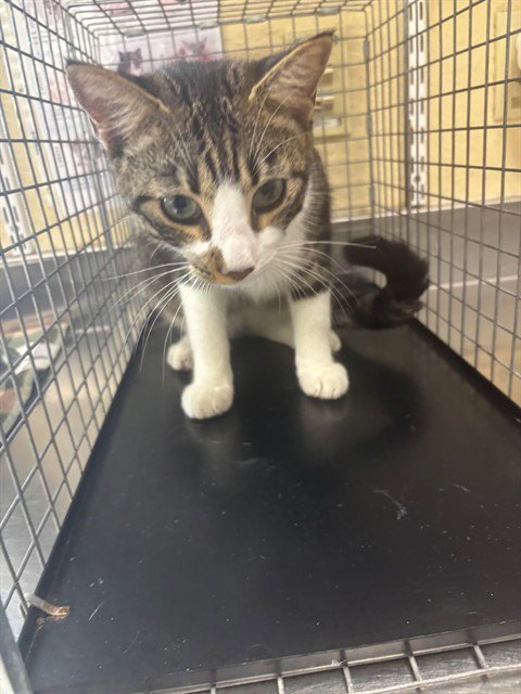 WALLY - Domestic Short Hair available for adoption