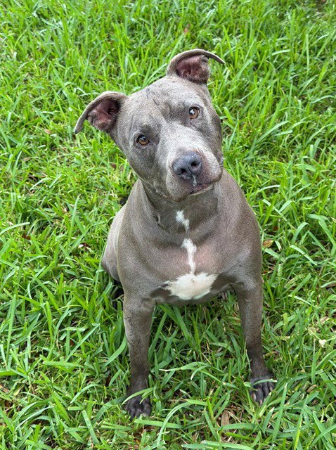 CHULA - Pit Bull Terrier available for adoption