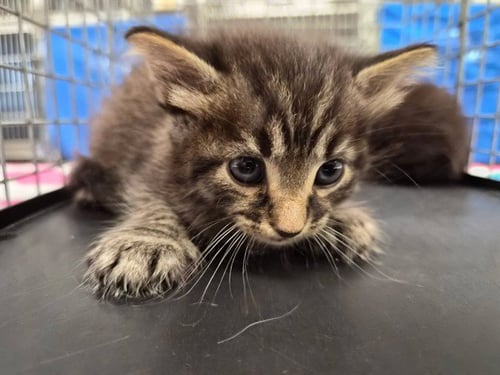 OLLIE - Domestic Medium Hair available for adoption