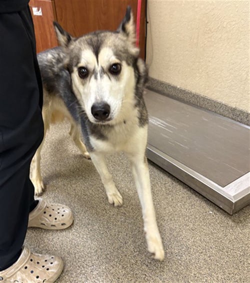 KIARA - Siberian Husky available for adoption