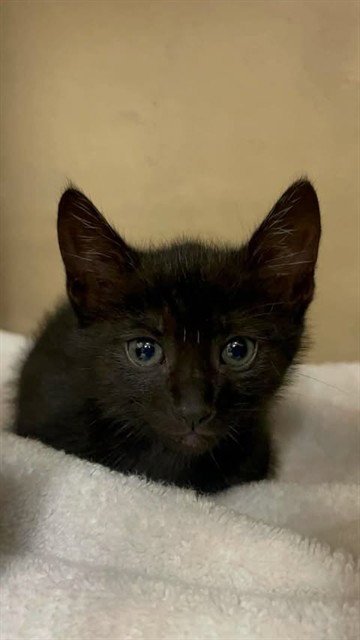 JERMAINE - Domestic Short Hair available for adoption