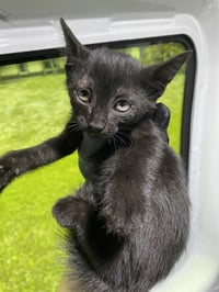 BINX - Photo 1