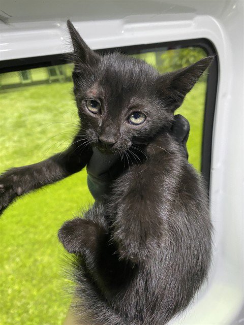 BINX - Domestic Short Hair available for adoption