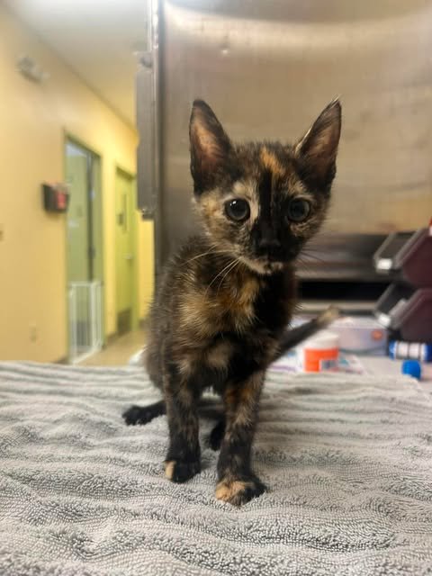 ECLIPSE - Domestic Short Hair available for adoption
