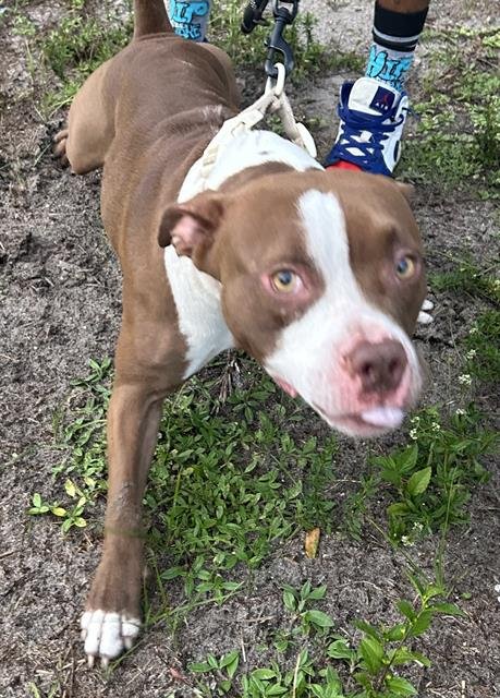 CHESTNUT - American Pit Bull Terrier for adoption in Cape Coral
