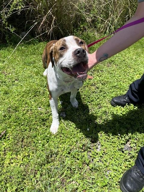 TIGGER - Pit Bull Terrier available for adoption